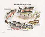 Fishing Maps Life Cycle Of Salmon Print